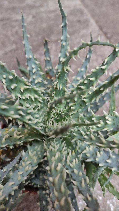 Aloe humilis.jpg